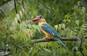 A Stork-billed kingfisher (Pelargopsis capensis) on a tree branch