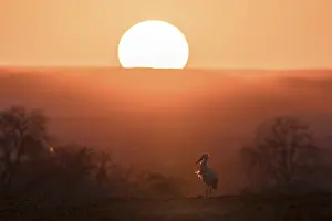 A stork (Ciconia ciconia) enjoying the evening mood in front of an intensely orange sunset