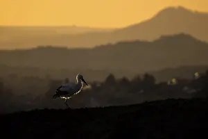 A stork (Ciconia ciconia) in the foreground of an atmospheric