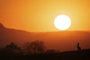 A stork (Ciconia ciconia) stands against the dramatic backdrop of a huge red sunset