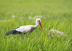 A stork (Ciconia ciconia) stands in the tall grass next to its nest in a green meadow