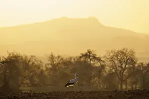 A stork (Ciconia ciconia) walks through a tree-lined landscape