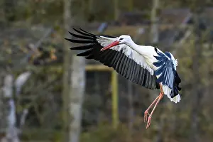 A stork (Ciconia) landing in an autumnal forest with its wings spread out