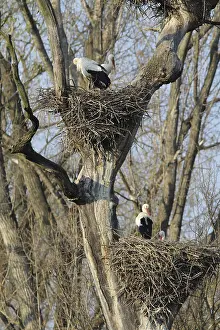 Stork colony near Marchegg, Austria