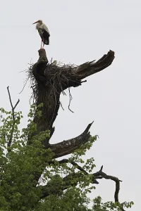 Stork colony near Marchegg, Austria, Europe