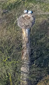 Stork couple in the Lippe meadows