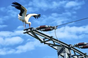 Stork in danger on power pole