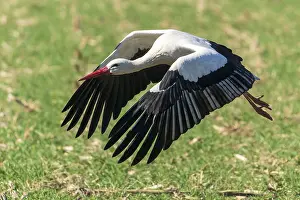 A stork flies at low altitude with its wings spread wide over grass