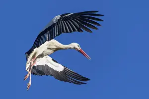 Stork in flight with wide open wings under a bright blue sky
