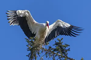 Stork with large wings sitting elegantly on a tree branch in front of a clear sky