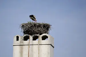 Stork in the nest on the chimney