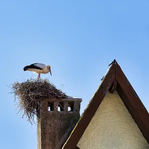 Stork in nest on chimney, gable roof