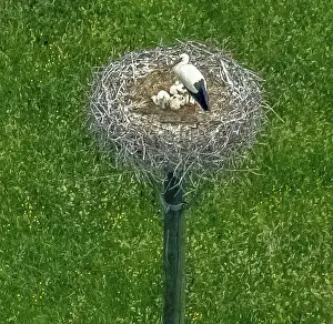 Stork on its stork nest, stork nest