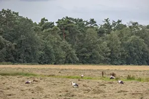 Storks in a field at the edge of a forest