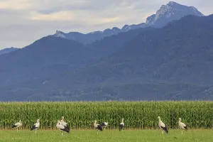 Storks in a meadow in front of mountains in the evening light