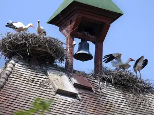Storks in a nest on the stork tower in Zelt am Hammersbach