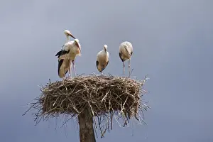 Stork's Nest<br> Stork's Nest