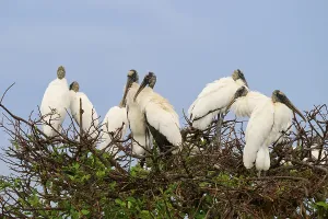 Several storks on a tree sitting close together under a blue sky