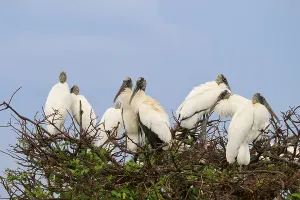Several storks on a tree sitting close together under a blue sky
