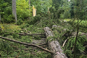 Storm damage in beech and coniferous forests
