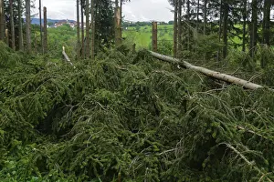 Storm damage in coniferous forests