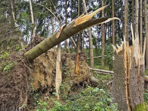 Storm damage. Fallen trees in the forest after a storm