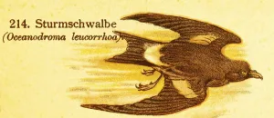 Storm Petrel (Oceanodroma leucorrhoa) or Storm Petrel (Oceanodroma leucorhoa) in flight
