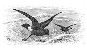 Stormy petrels (Procellaria pelagica)