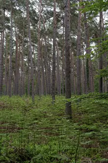 Straight pine forest with dense fern growth