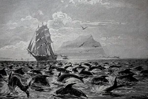 In the Strait of Gibraltar a sailing ship sails through a large group of dolphins