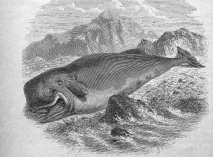 Stranded sperm whale (Physeter macrocephalus)