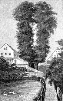 Strange trees in Germany, the Schmorsdorf lime tree