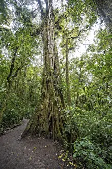 Strangler fig, dense vegetation in the rainforest