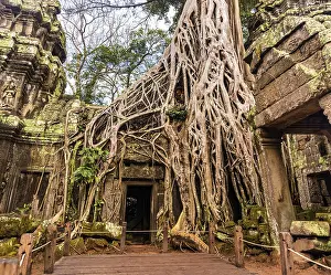Strangler Fig around a door at Ta Prohm Temple
