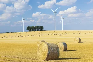 Straw bales on a harvested grain field