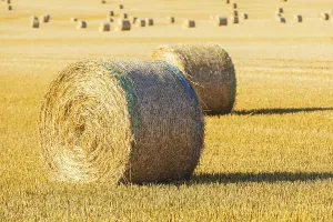 Straw bales on a harvested grain field