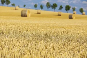 Straw bales on a harvested grain field