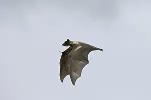 Straw-coloured Fruit Bat (Eidolon helvum)