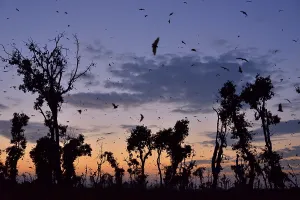 Straw-coloured Fruit Bats (Eidolon helvum)