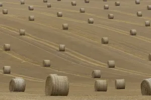 Straw or hay bales in a farmland stubble field