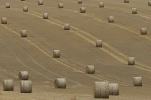 Straw or hay bales in a farmland stubble field