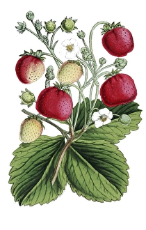 Strawberries, Fragaria, plant with ripe fruits and flowers, plant and flower, digitally reworked reproduction of an original from the 19th century