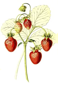 Strawberries of the Sweet Cone variety