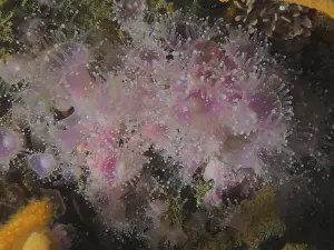 Strawberry anemone (Corynactis annulata)