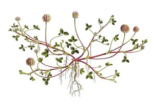 Strawberry clover (Trifolium) fragiferum