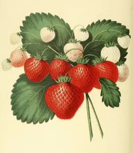 Strawberry, cultivating one of the most popular and lucrative strawberries