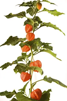 Strawberry groundcherry (Physalis alkekengi)