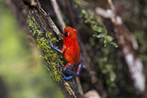 Strawberry poison-dart frog (Dendrobates pumilio)