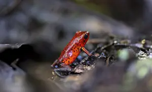 Strawberry poison-dart frog (Dendrobates pumilio)