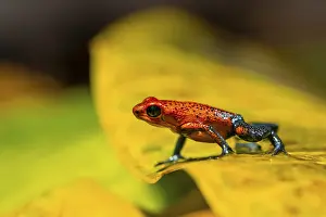 Strawberry poison-dart frog (Oophaga pumilio) sitting on a yellow leaf